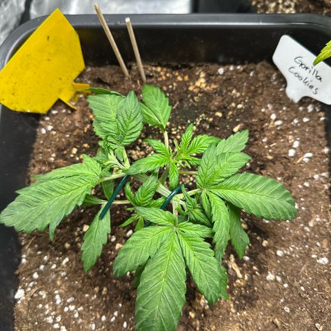 Gorilla Cookies growlog timeline photo