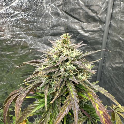 Sour Diesel growlog timeline photo