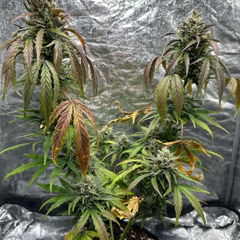 Sour Diesel growlog timeline photo