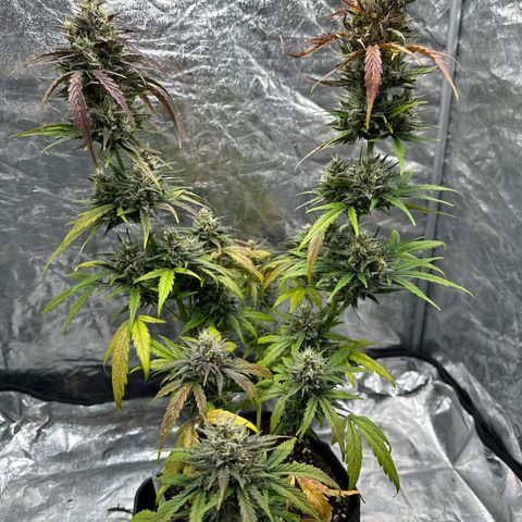 Sour Diesel growlog timeline photo