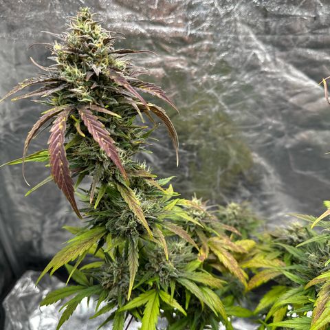 Sour Diesel growlog timeline photo