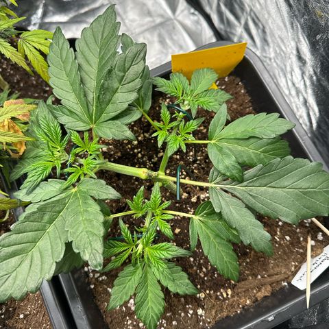 Banana Purple Punch growlog timeline photo