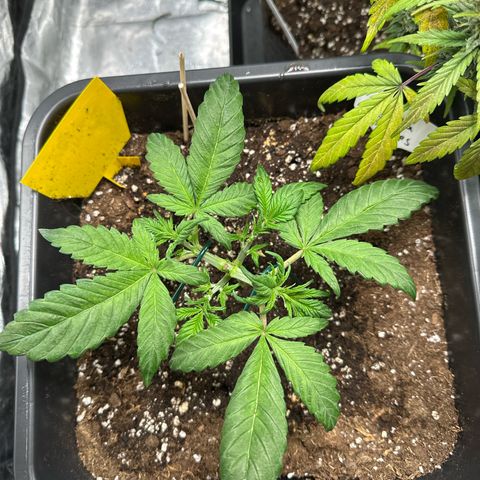 Gorilla Cookies growlog timeline photo