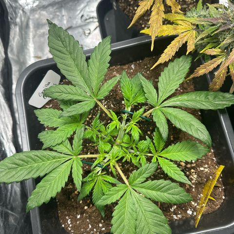 Gorilla Cookies growlog timeline photo