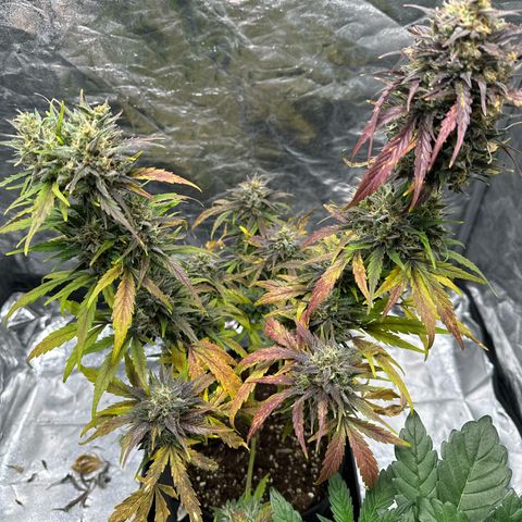 Sour Diesel growlog timeline photo