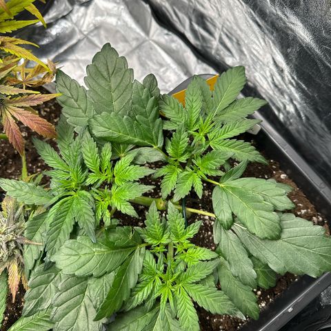 Banana Purple Punch growlog timeline photo