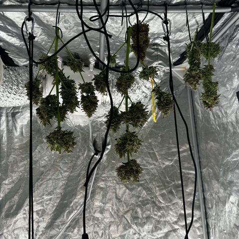 Sour Diesel growlog timeline photo