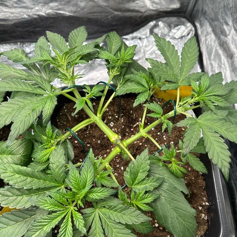 Banana Purple Punch growlog timeline photo
