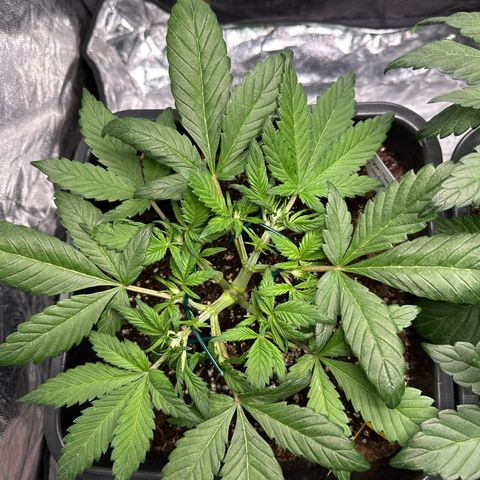 Gorilla Cookies growlog timeline photo