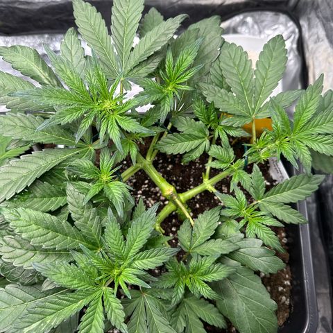 Banana Purple Punch growlog timeline photo