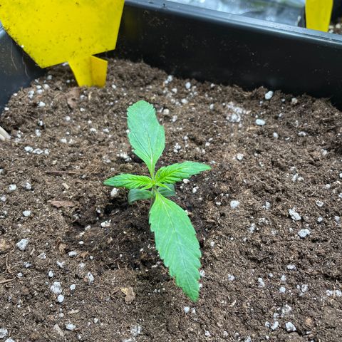 Gorilla Cookies growlog timeline photo