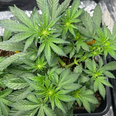 Banana Purple Punch growlog timeline photo