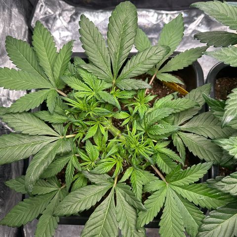 Gorilla Cookies growlog timeline photo