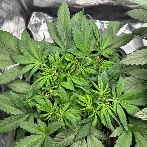 Gorilla Cookies growlog timeline photo