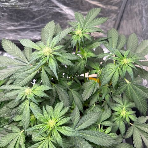 Banana Purple Punch growlog timeline photo
