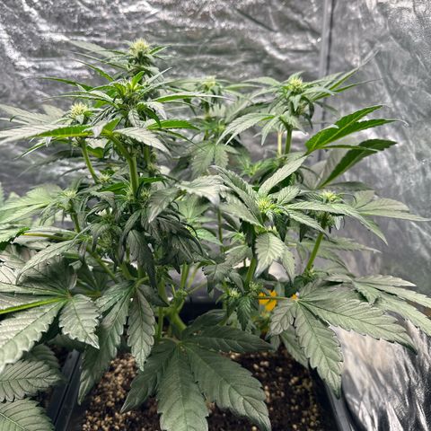 Banana Purple Punch growlog timeline photo