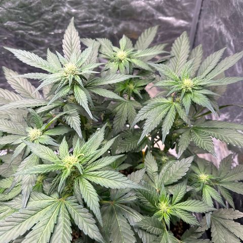 Banana Purple Punch growlog timeline photo