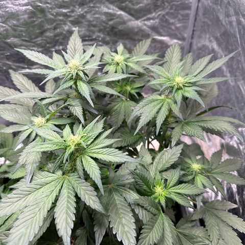 Banana Purple Punch growlog timeline photo