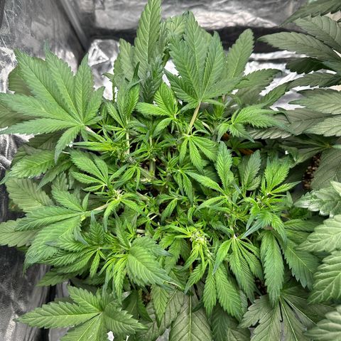 Gorilla Cookies growlog timeline photo