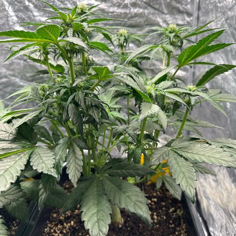 Banana Purple Punch growlog timeline photo
