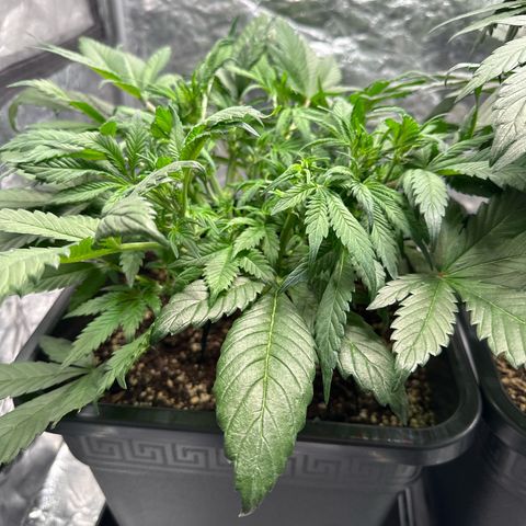 Gorilla Cookies growlog timeline photo