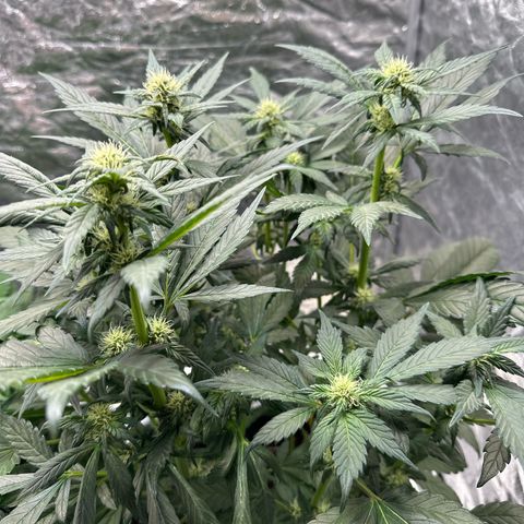 Banana Purple Punch growlog timeline photo