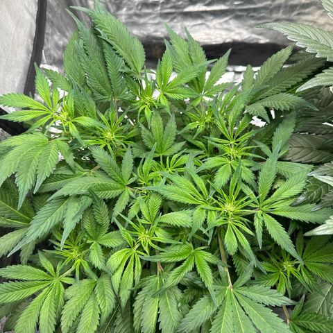 Gorilla Cookies growlog timeline photo