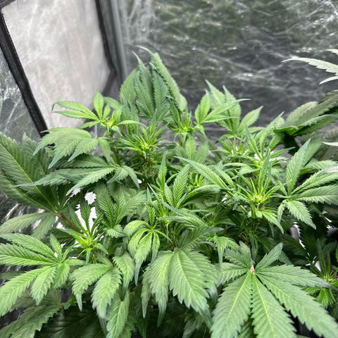 Gorilla Cookies growlog timeline photo