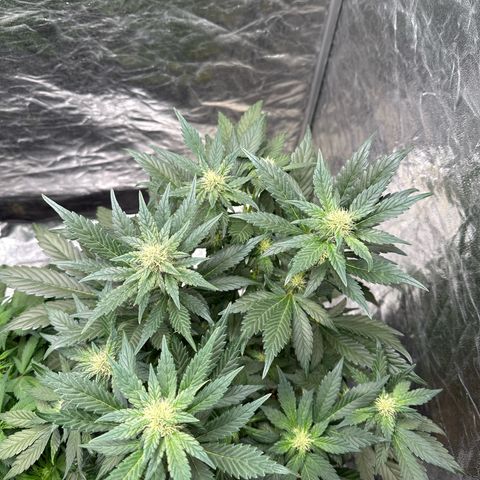 Banana Purple Punch growlog timeline photo
