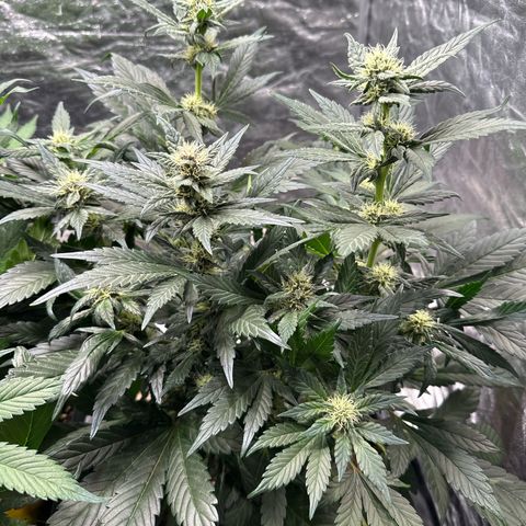Banana Purple Punch growlog timeline photo