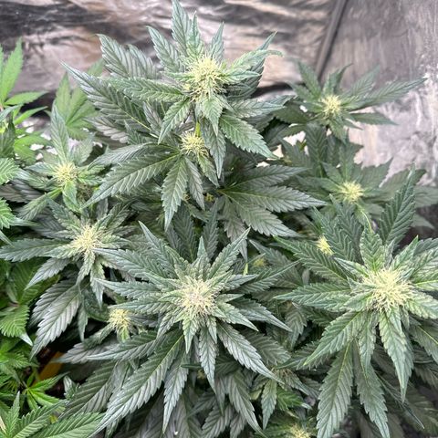 Banana Purple Punch growlog timeline photo