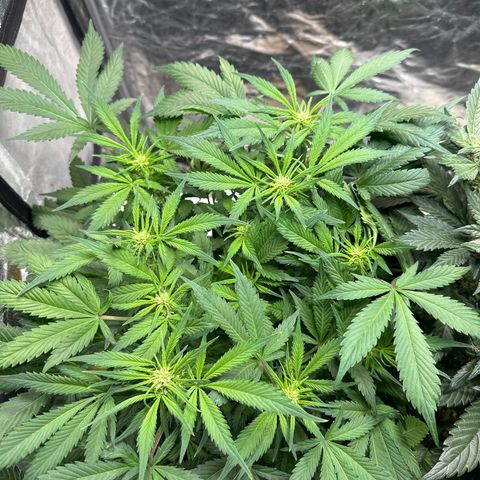 Gorilla Cookies growlog timeline photo