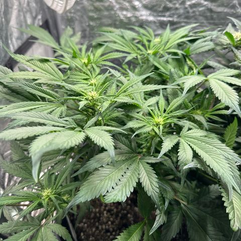 Gorilla Cookies growlog timeline photo