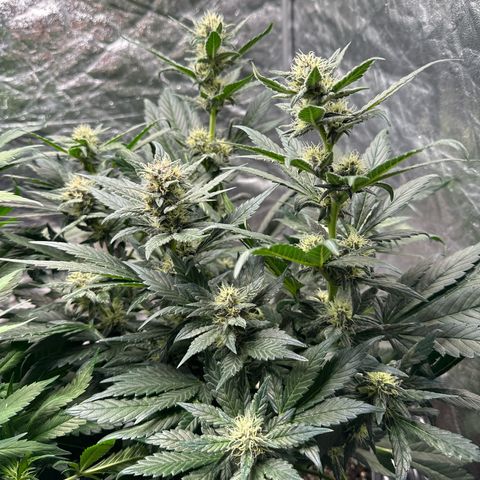 Banana Purple Punch growlog timeline photo