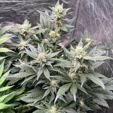 Banana Purple Punch growlog timeline photo