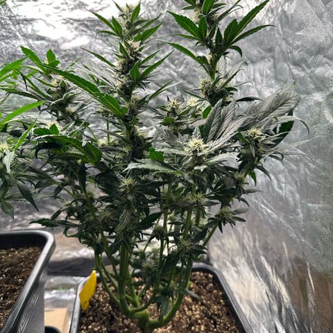 Banana Purple Punch growlog timeline photo