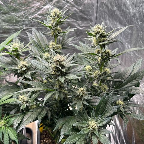 Banana Purple Punch growlog timeline photo