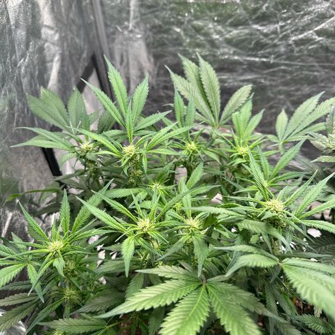Gorilla Cookies growlog timeline photo