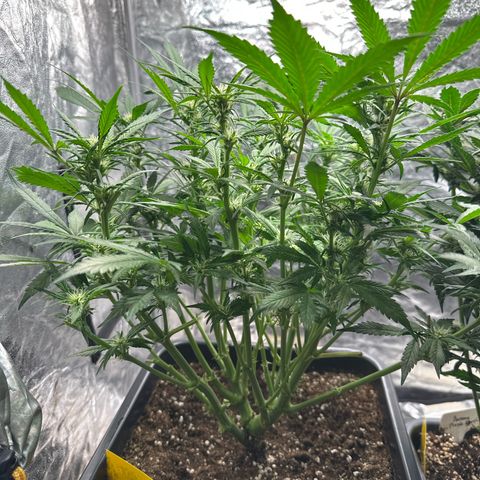 Gorilla Cookies growlog timeline photo