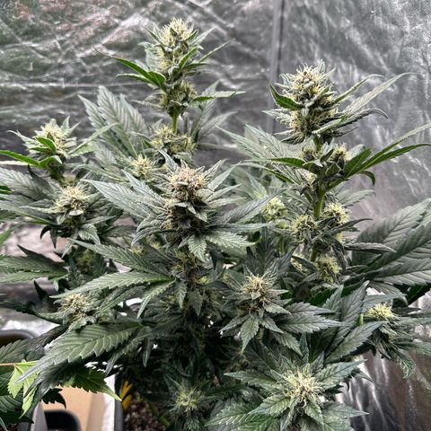 Banana Purple Punch growlog timeline photo