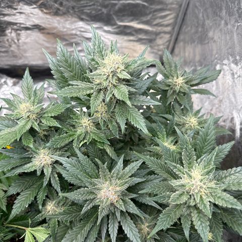 Banana Purple Punch growlog timeline photo