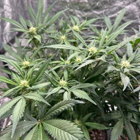 Gorilla Cookies growlog timeline photo