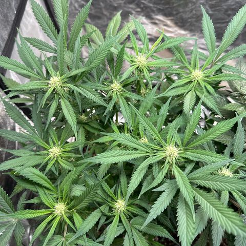 Gorilla Cookies growlog timeline photo