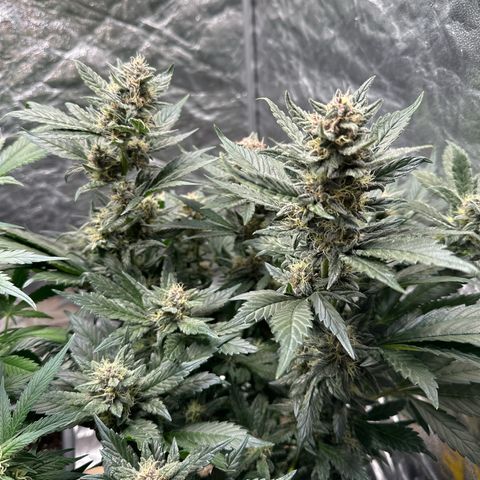 Banana Purple Punch growlog timeline photo