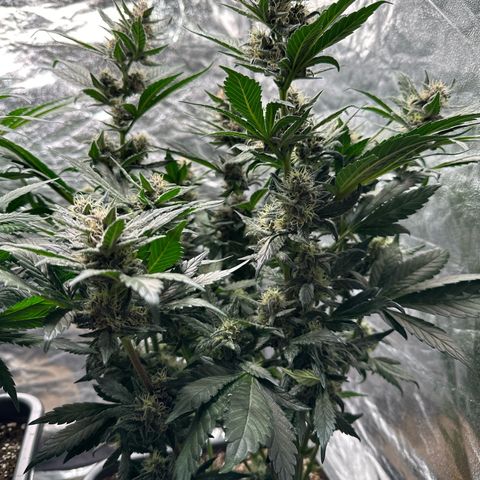 Banana Purple Punch growlog timeline photo