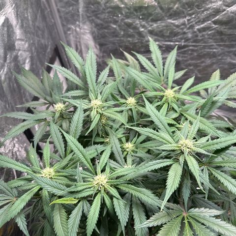 Gorilla Cookies growlog timeline photo