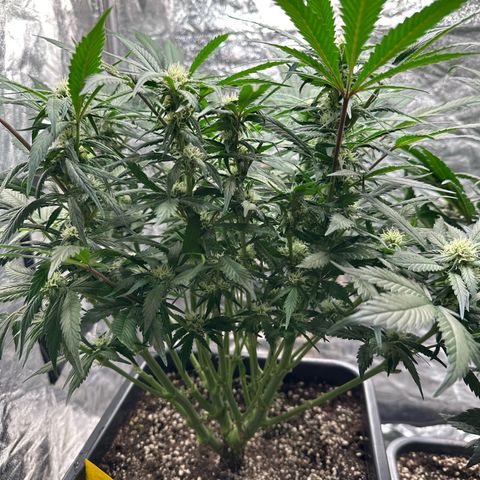 Gorilla Cookies growlog timeline photo