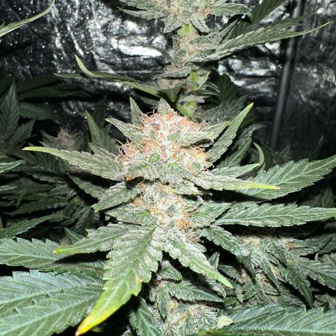 Banana Purple Punch growlog timeline photo