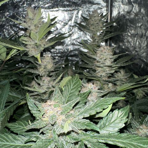 Banana Purple Punch growlog timeline photo