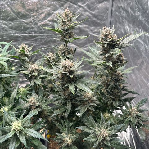 Banana Purple Punch growlog timeline photo